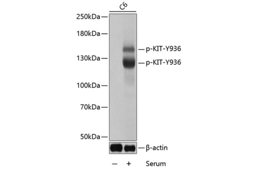 Western Blot - Anti-KIT (phospho Y936) Antibody (AP0286) - Antibodies.com
