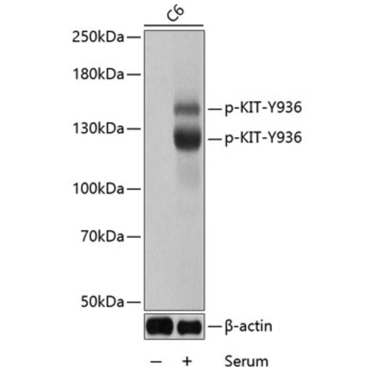 Western Blot - Anti-KIT (phospho Y936) Antibody (AP0286) - Antibodies.com