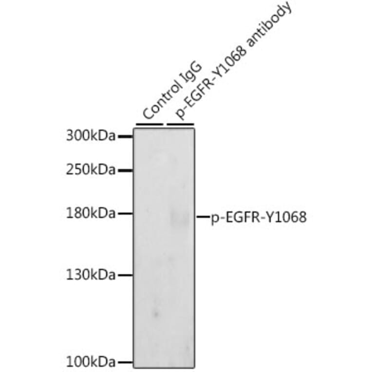 Western Blot - Anti-EGFR (phospho Tyr1068) Antibody (A16953) - Antibodies.com
