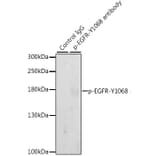 Western Blot - Anti-EGFR (phospho Tyr1068) Antibody (A16953) - Antibodies.com