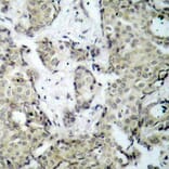 Immunohistochemistry - Anti-MAP2K3 (phospho S189) Antibody (AP0389) - Antibodies.com