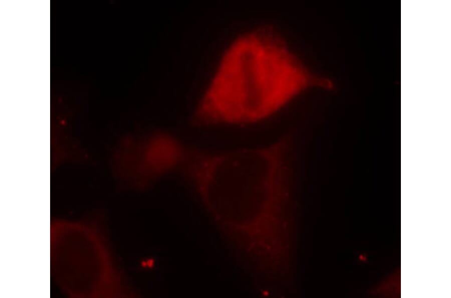 Immunofluorescence - Anti-MAP2K3 (phospho S189) Antibody (AP0389) - Antibodies.com