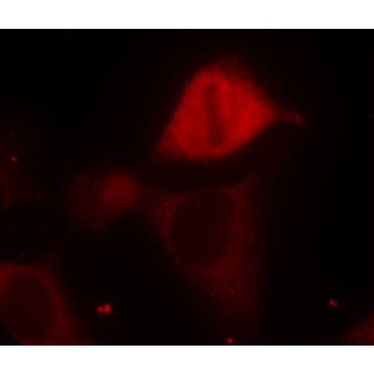 Immunofluorescence - Anti-MAP2K3 (phospho S189) Antibody (AP0389) - Antibodies.com