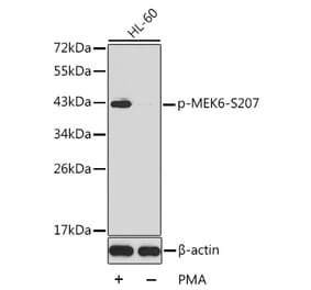 Western Blot - Anti-MKK6 (phospho Ser207) Antibody (A16955) - Antibodies.com