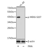 Western Blot - Anti-MKK6 (phospho Ser207) Antibody (A16955) - Antibodies.com