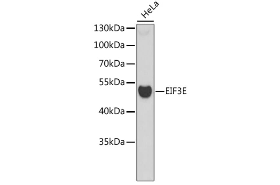 Western Blot - Anti-EIF3E Antibody (A6348) - Antibodies.com