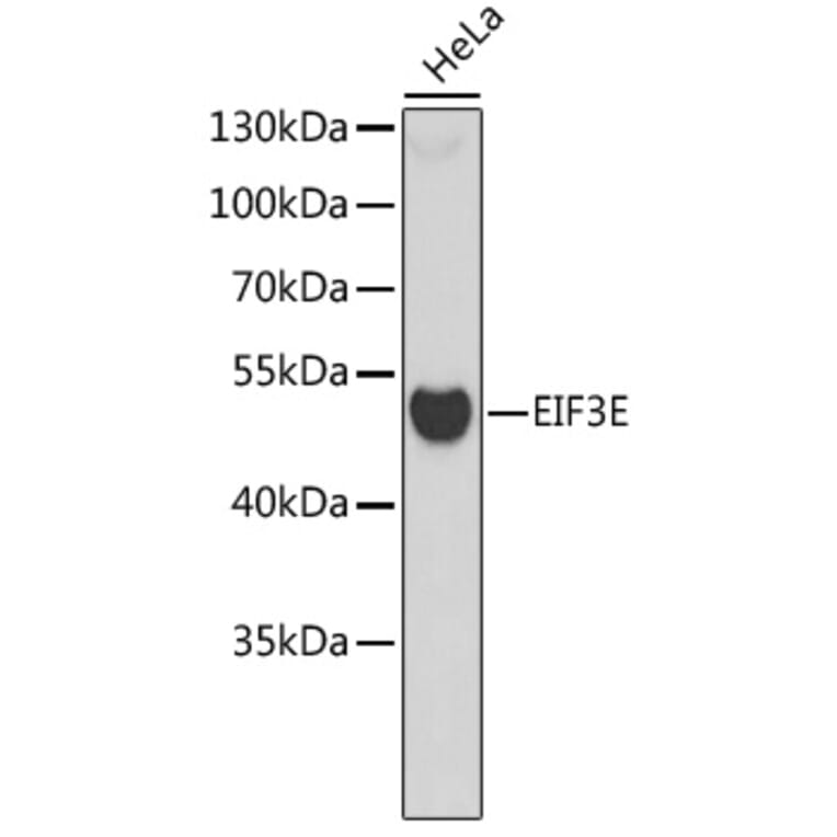 Western Blot - Anti-EIF3E Antibody (A6348) - Antibodies.com