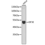 Western Blot - Anti-EIF3E Antibody (A6348) - Antibodies.com