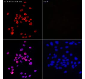 Immunofluorescence - Anti-BrdU Antibody [AMC0528] (A16965) - Antibodies.com