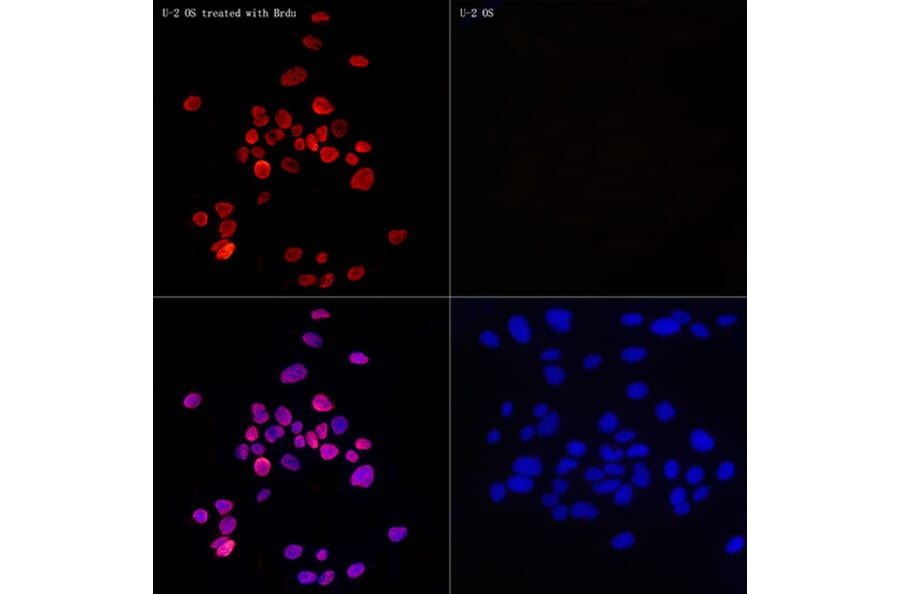 Immunofluorescence - Anti-BrdU Antibody [AMC0528] (A16965) - Antibodies.com