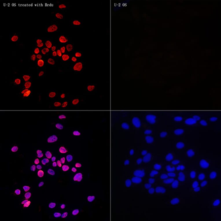Immunofluorescence - Anti-BrdU Antibody [AMC0528] (A16965) - Antibodies.com