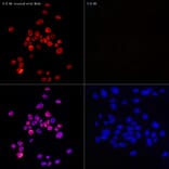 Immunofluorescence - Anti-BrdU Antibody [AMC0528] (A16965) - Antibodies.com