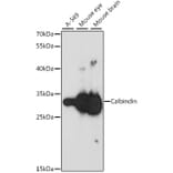 Western Blot - Anti-Calbindin Antibody (A16967) - Antibodies.com