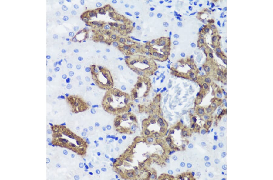 Immunohistochemistry - Anti-Calbindin Antibody (A16967) - Antibodies.com