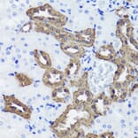Immunohistochemistry - Anti-Calbindin Antibody (A16967) - Antibodies.com