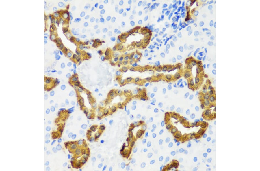 Immunohistochemistry - Anti-Calbindin Antibody (A16967) - Antibodies.com