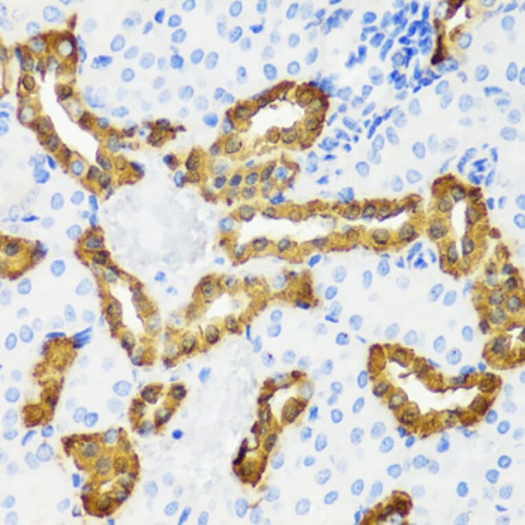 Immunohistochemistry - Anti-Calbindin Antibody (A16967) - Antibodies.com