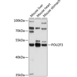 Western Blot - Anti-Skn1 Antibody (A16971) - Antibodies.com