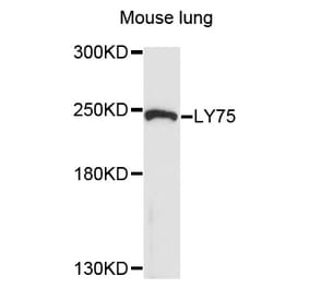 Western Blot - Anti-LY75 Antibody (A10065) - Antibodies.com