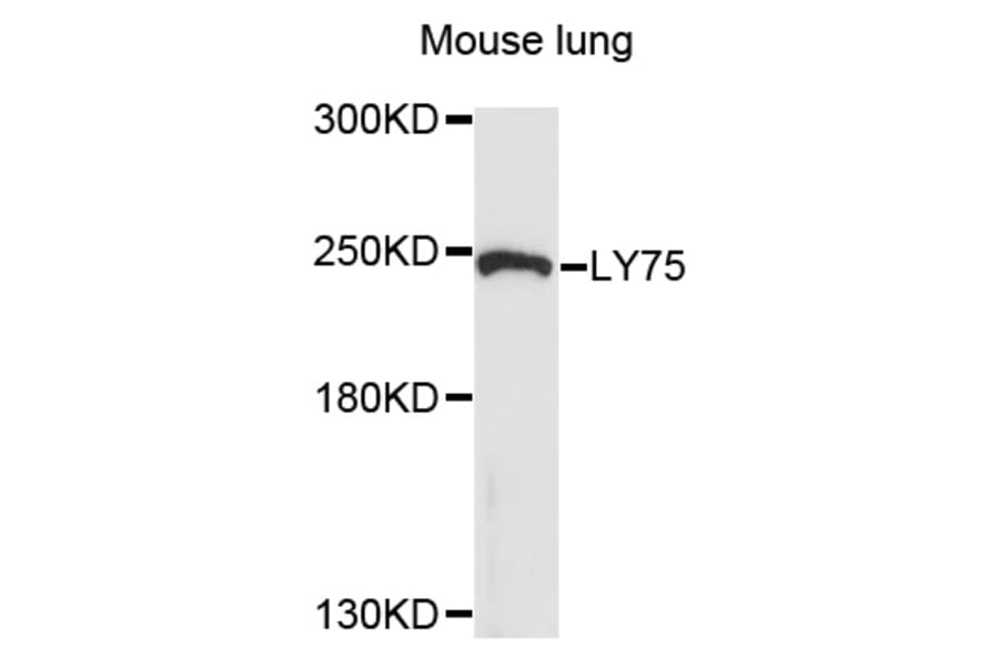 Western Blot - Anti-LY75 Antibody (A10065) - Antibodies.com