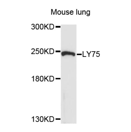 Western Blot - Anti-LY75 Antibody (A10065) - Antibodies.com