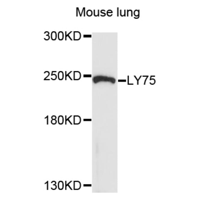 Western Blot - Anti-LY75 Antibody (A10065) - Antibodies.com