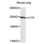 Western Blot - Anti-LY75 Antibody (A10065) - Antibodies.com