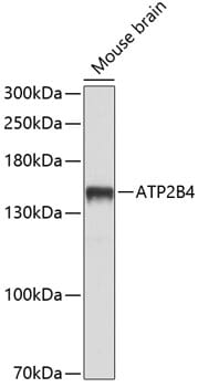 Western blot analysis of extracts of mouse brain, using Anti-ATP2B4 Antibody (A10105) at 1:1,000 dilution.
Secondary antibody: Goat Anti-Rabbit IgG (H+L) (HRP) (AS014) at 1:10,000 dilution.
Lysates / proteins: 25µg per lane.
Blocking buffer: 3% non-fat dry milk in TBST.
Detection: ECL Basic Kit (RM00020).
Exposure time: 5s.