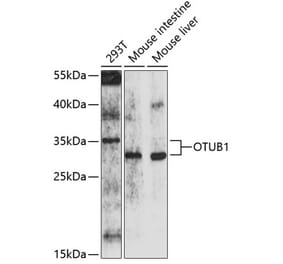 Western Blot - Anti-OTUB1 Antibody (A16987) - Antibodies.com