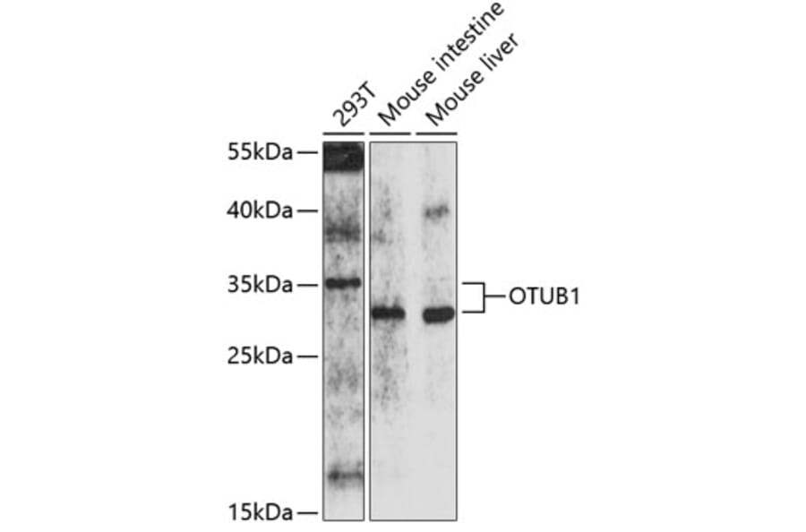 Western Blot - Anti-OTUB1 Antibody (A16987) - Antibodies.com