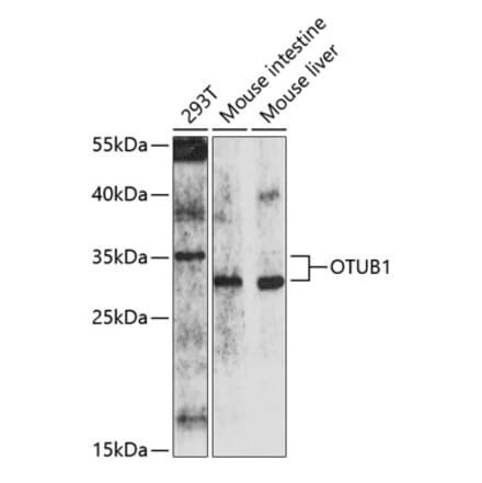 Western Blot - Anti-OTUB1 Antibody (A16987) - Antibodies.com