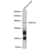 Western Blot - Anti-GPR126 Antibody (A10318) - Antibodies.com