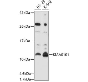 Western Blot - Anti-KIAA0101 Antibody (A16990) - Antibodies.com