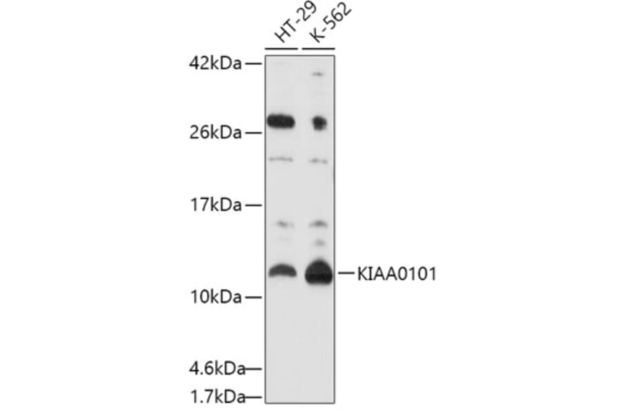 Western Blot - Anti-KIAA0101 Antibody (A16990) - Antibodies.com