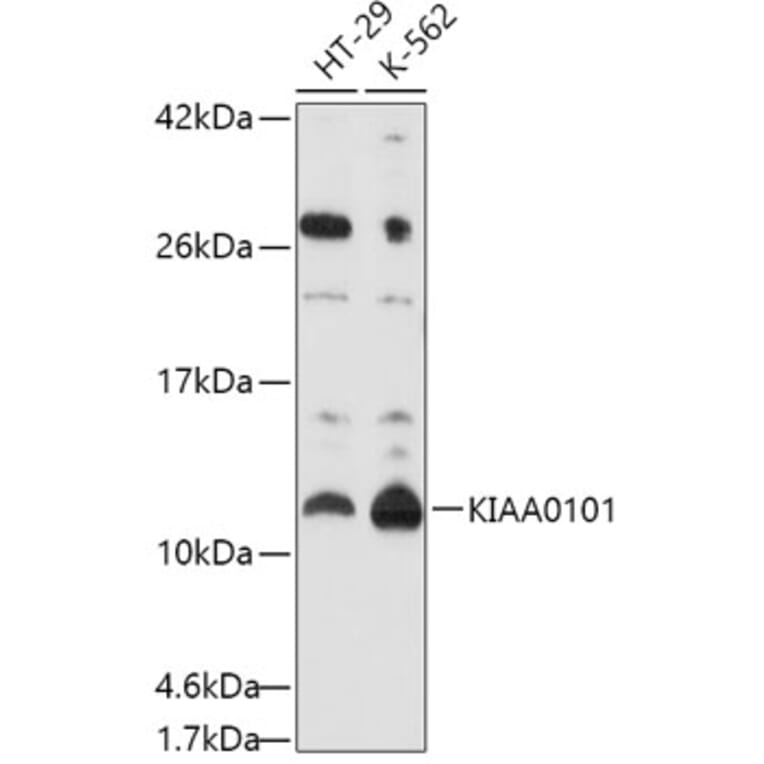 Western Blot - Anti-KIAA0101 Antibody (A16990) - Antibodies.com