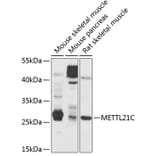 Western Blot - Anti-METTL21C Antibody (A16991) - Antibodies.com