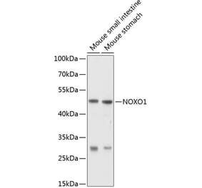 Western Blot - Anti-NOXO1 Antibody (A16995) - Antibodies.com