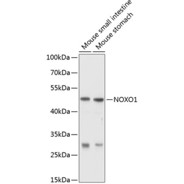 Western Blot - Anti-NOXO1 Antibody (A16995) - Antibodies.com