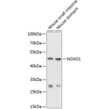 Western Blot - Anti-NOXO1 Antibody (A16995) - Antibodies.com