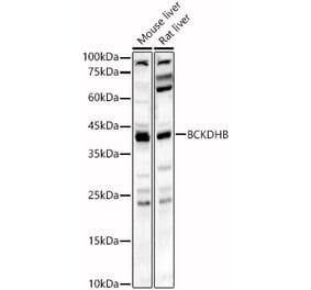 Western Blot - Anti-BCKDHB Antibody (A16999) - Antibodies.com