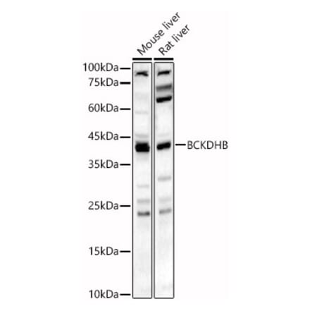 Western Blot - Anti-BCKDHB Antibody (A16999) - Antibodies.com