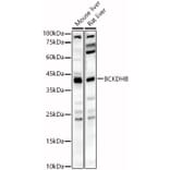 Western Blot - Anti-BCKDHB Antibody (A16999) - Antibodies.com