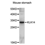 Western Blot - Anti-KLK14 Antibody (A10767) - Antibodies.com