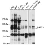 Western Blot - Anti-KIF23 Antibody (A10800) - Antibodies.com