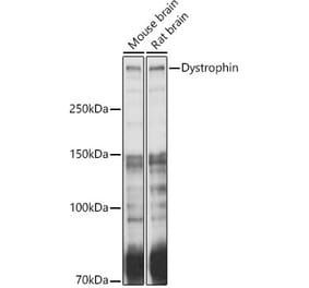 Western Blot - Anti-Dystrophin Antibody (A17013) - Antibodies.com