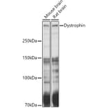 Western Blot - Anti-Dystrophin Antibody (A17013) - Antibodies.com