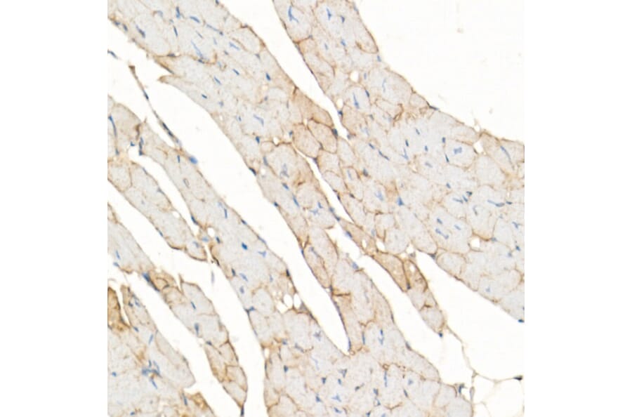 Immunohistochemistry - Anti-Dystrophin Antibody (A17013) - Antibodies.com