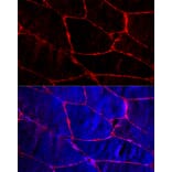 Immunofluorescence - Anti-Dystrophin Antibody (A17013) - Antibodies.com