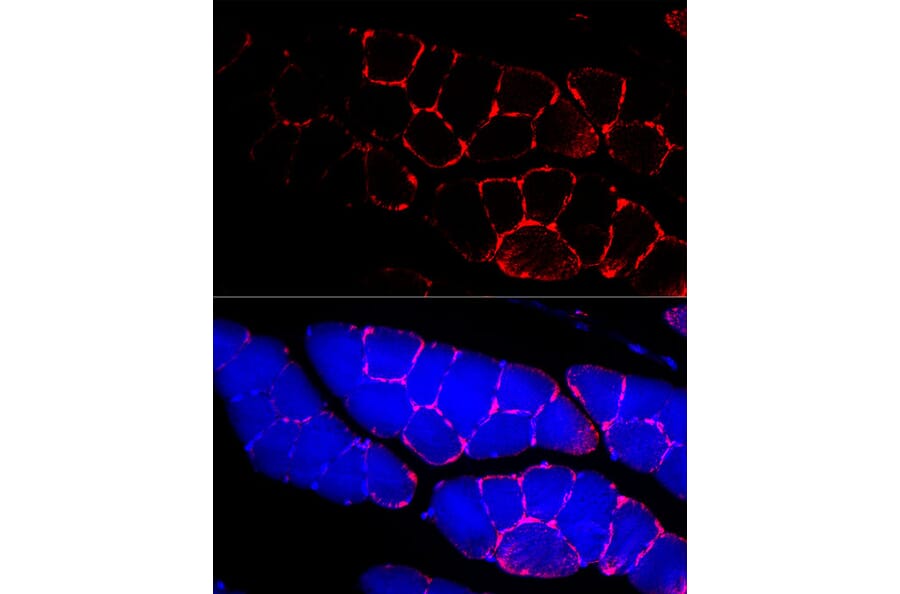 Immunofluorescence - Anti-Dystrophin Antibody (A17013) - Antibodies.com