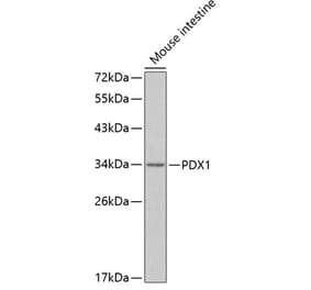 Western Blot - Anti-PDX1 Antibody (A17021) - Antibodies.com